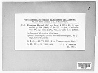 Uromyces geranii image